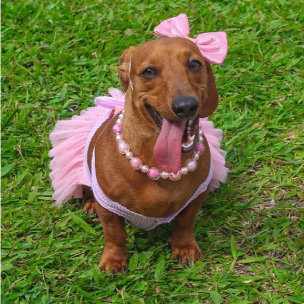 Meet your Posher, Ally